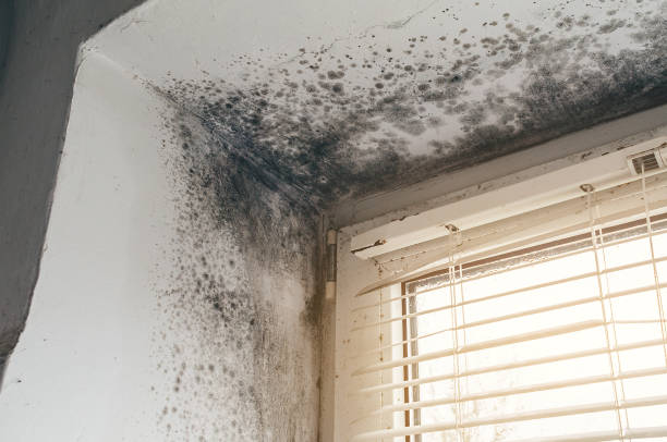 Affordable Mold Cleanup solutions in Jefferson, NC